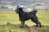 PUMI 003